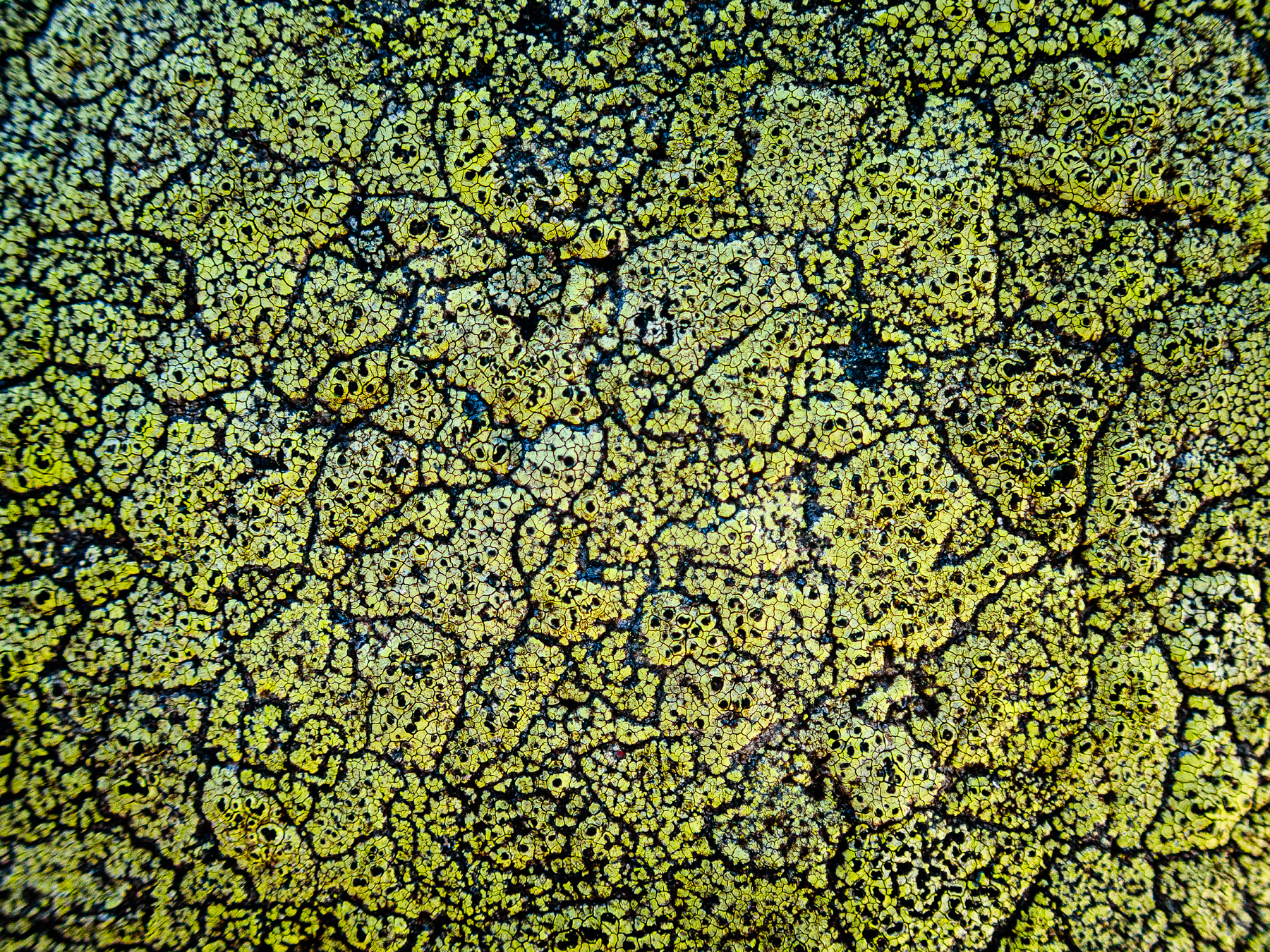 Rhizocarpon geographicum