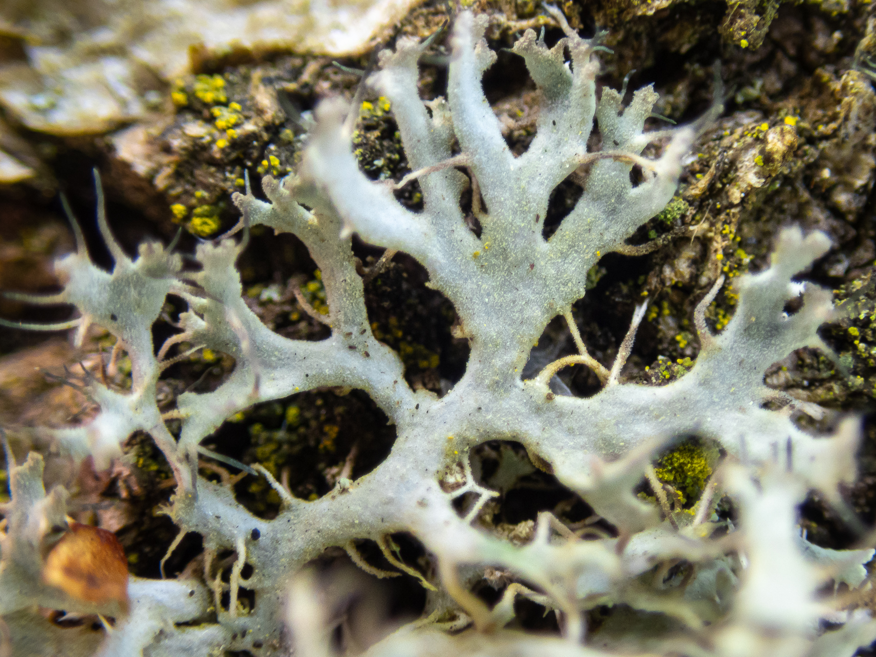 Anaptychia ciliaris in Suffolk!