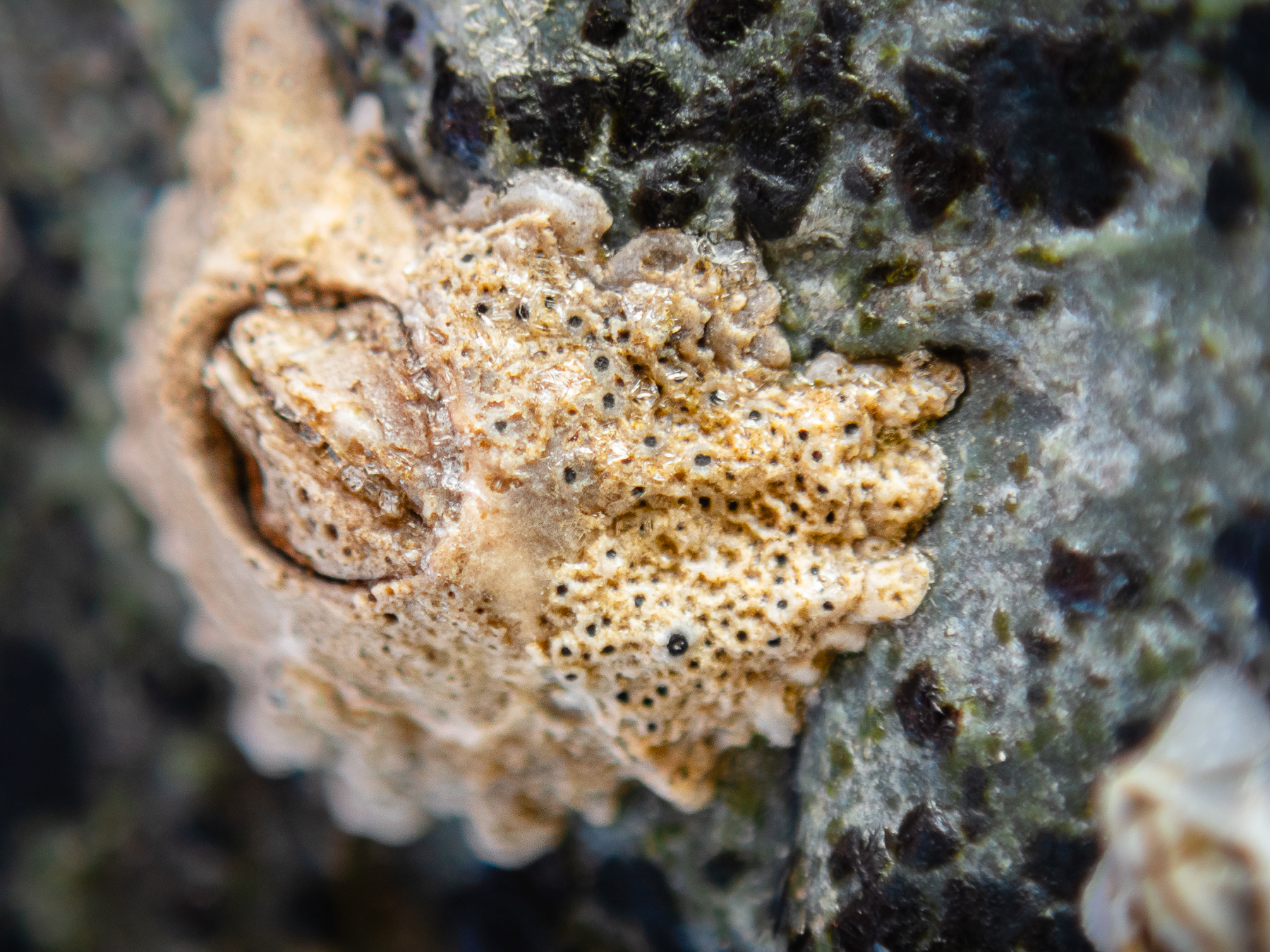 Collemopsidium foveolatum (Arthopyrenia foveolata)