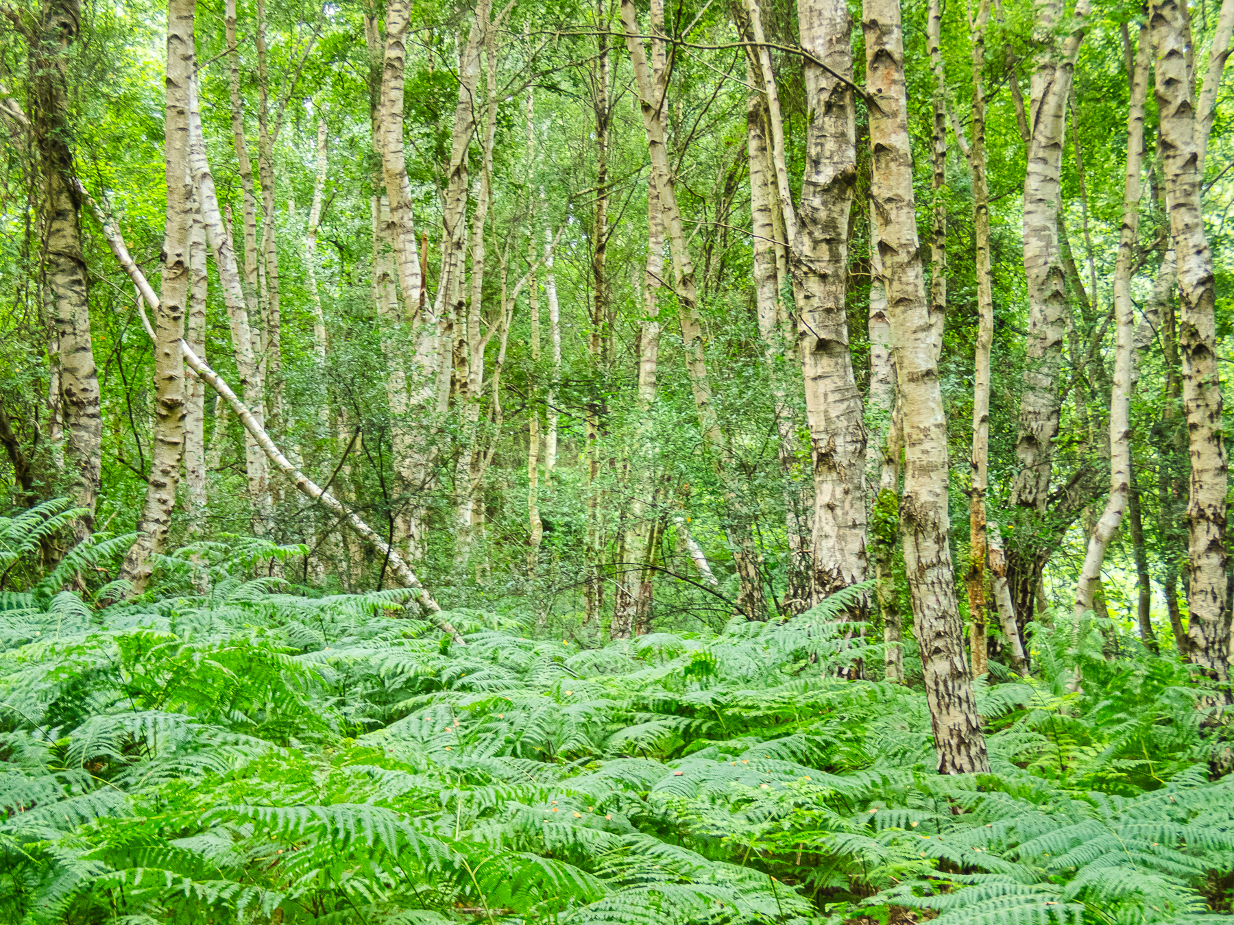 Looking for heathland lichens in Rendlesham Forest