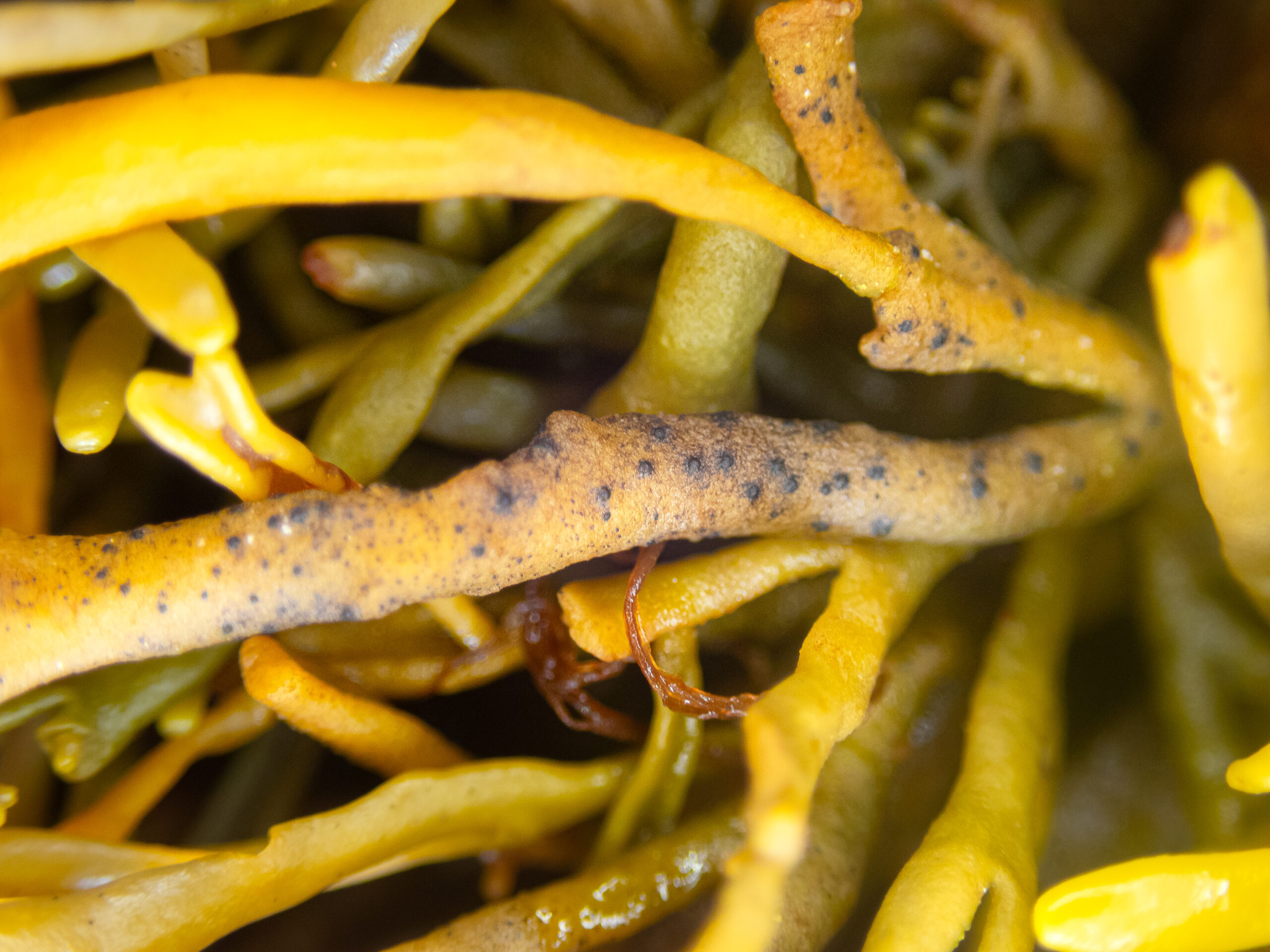 Seeking lichens on seaweed in Scotland