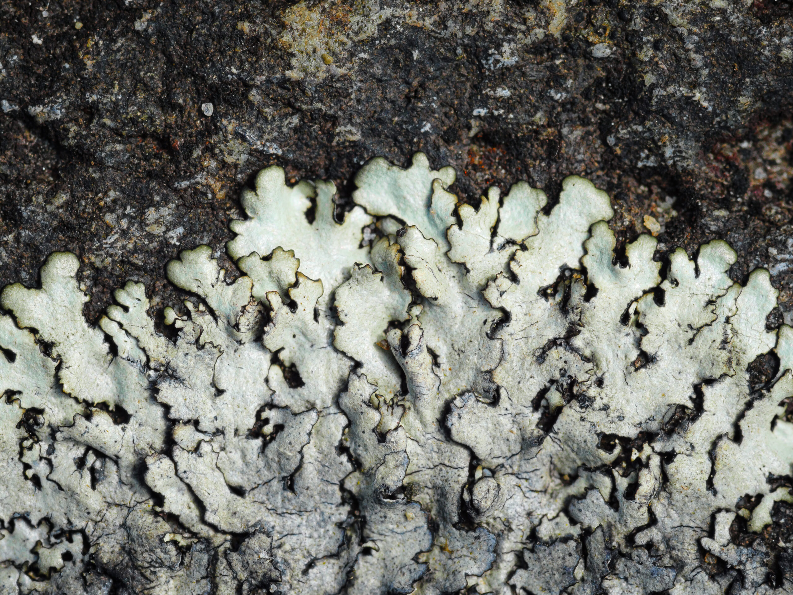 Xanthoparmelia conspersa